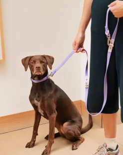 Approved by Fritz Accessoires Animaux-Adjustable dog leash Lilas