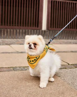 Hay Accessoires Animaux-Adjustable lead Lavande