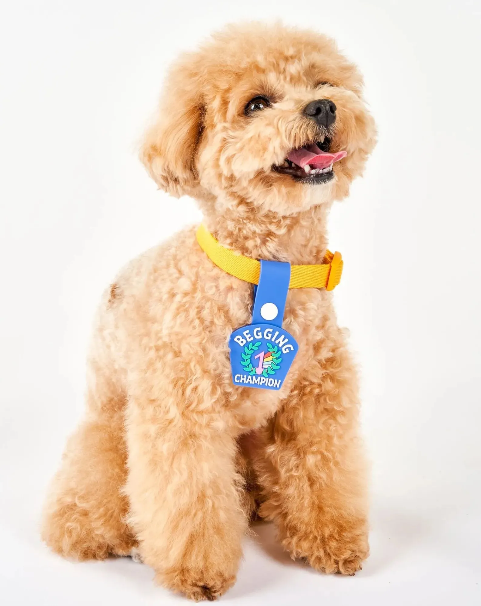 The Furry Folks Accessoires Animaux-Begging Champion medal Bleu