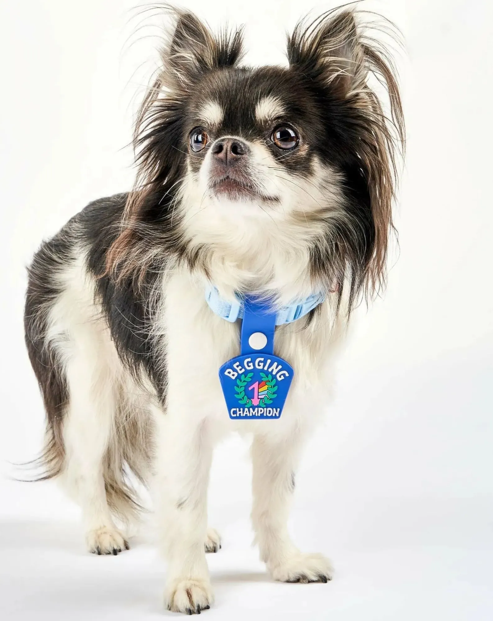 The Furry Folks Accessoires Animaux-Begging Champion medal Bleu