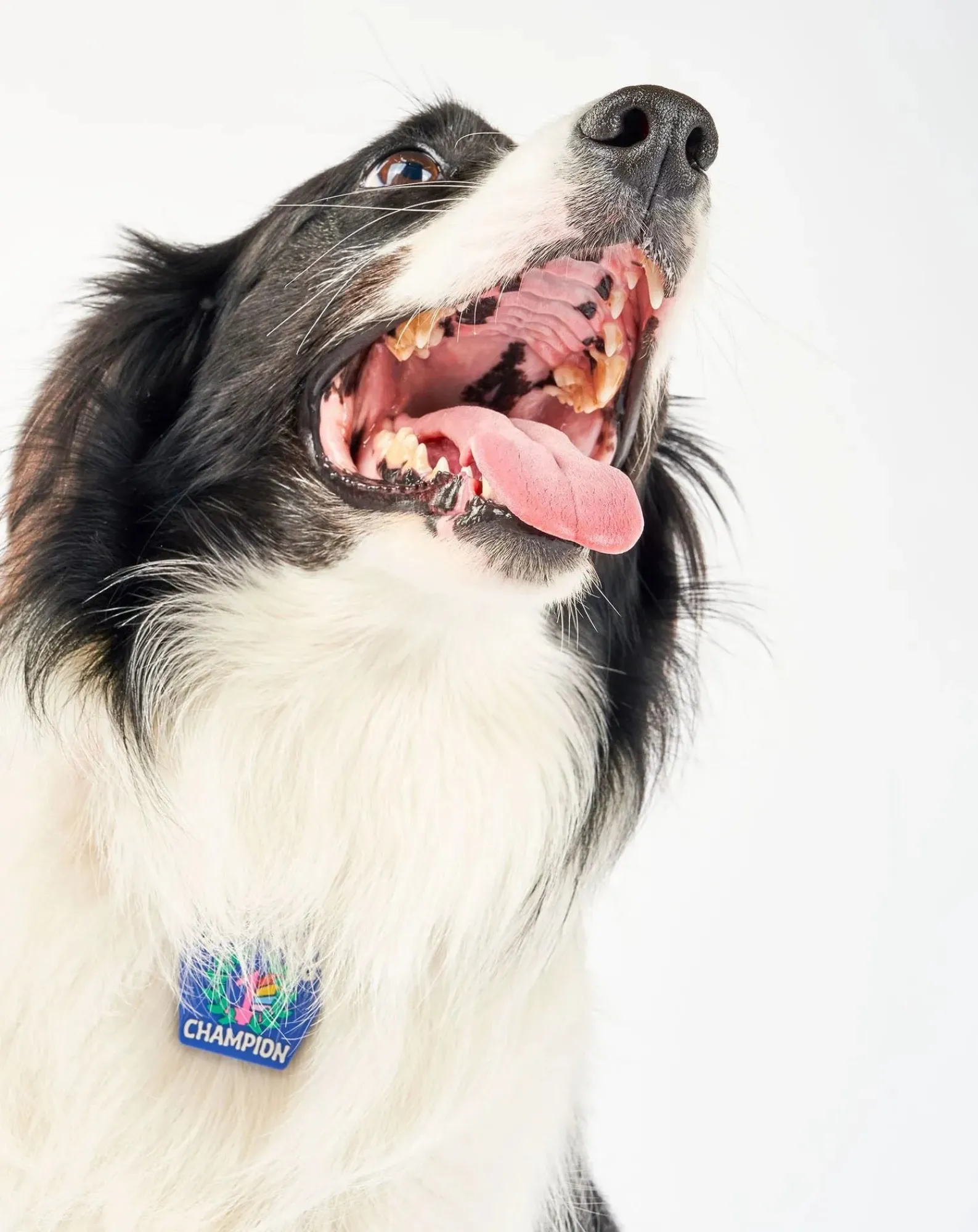 The Furry Folks Accessoires Animaux-Begging Champion medal Bleu