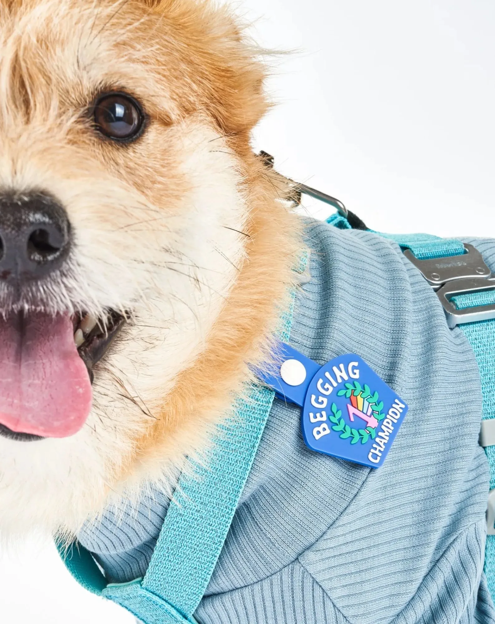 The Furry Folks Accessoires Animaux-Begging Champion medal Bleu