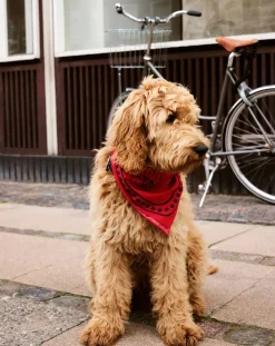Hay Accessoires Animaux-Dog bandana Rouge