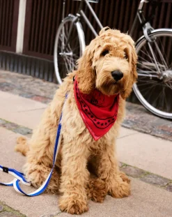 Hay Accessoires Animaux-Dog bandana Rouge