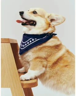 Hay Accessoires Animaux-Dog bandana Bleu