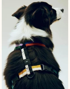 Hay Accessoires Animaux-Harnesses Multicolore