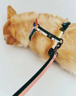Hay Accessoires Animaux-Harnesses Multicolore