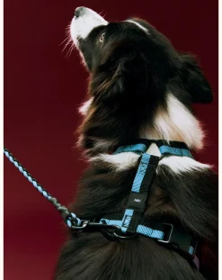 Hay Accessoires Animaux-Harnesses Bleu