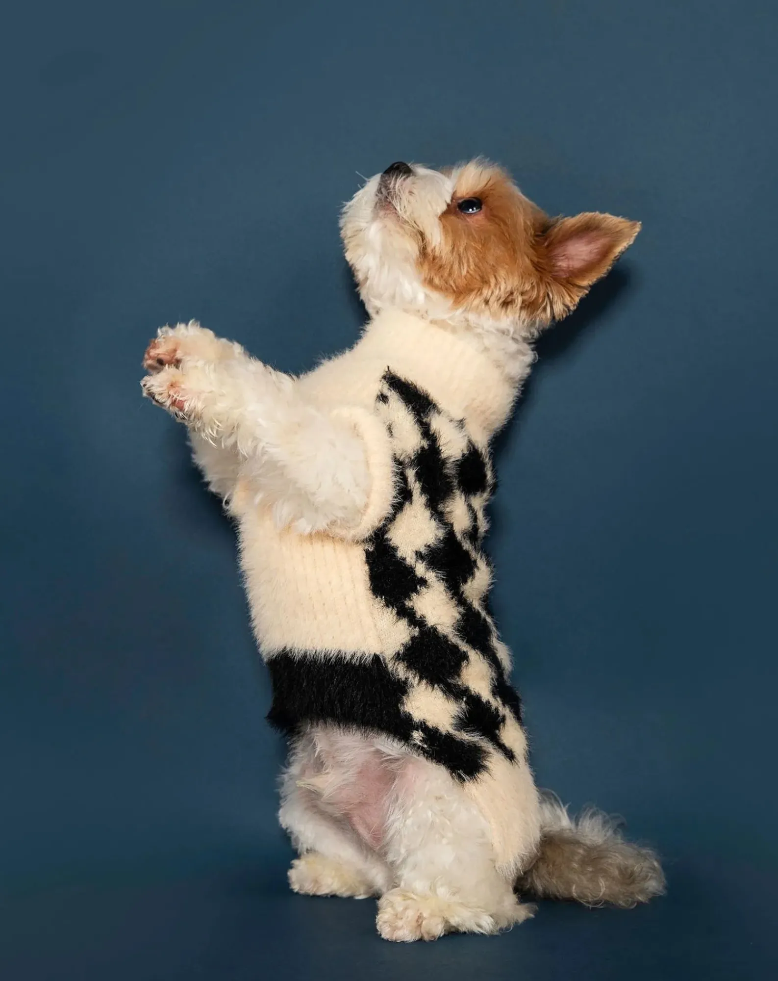 The Furry Folks Accessoires Animaux-Pixmond sweater Noir